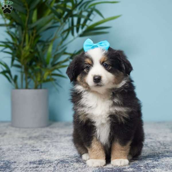 Lego, Miniature Australian Shepherd Puppy